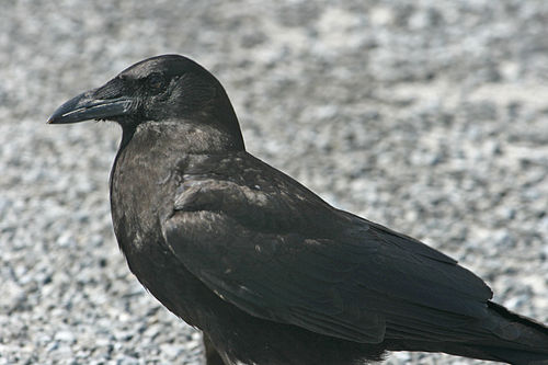 Fish crow